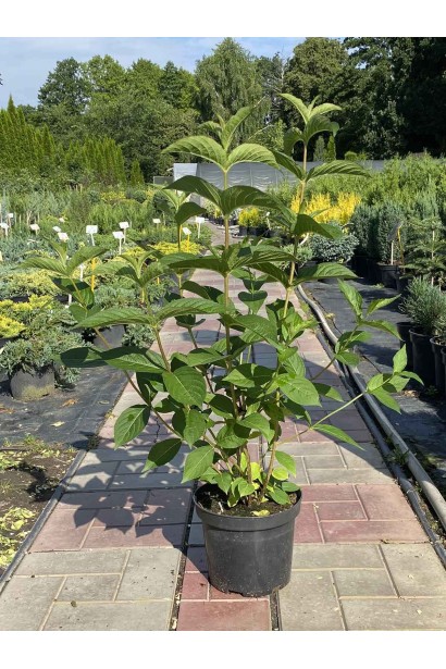 Вейгела Брістол Рубі - 3л/вис.60-70см/Ø40-50см